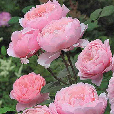 rosa_english_park_alnwick_rose (1)