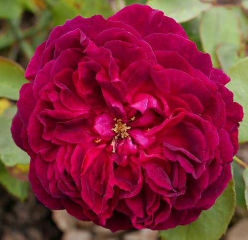 rosa_english_park_munstead_wood (1)