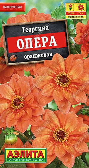 Георгина Опера Оранжевая (1) (1)