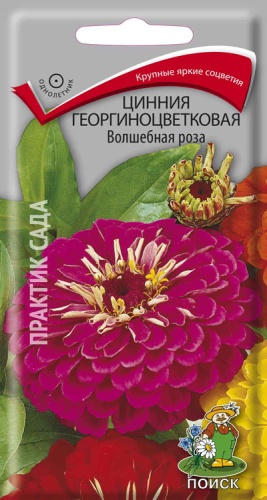 cinnia_georg_volshebnaya_roza