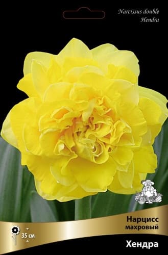 narciss_mahrov_hendra_kaper (1)