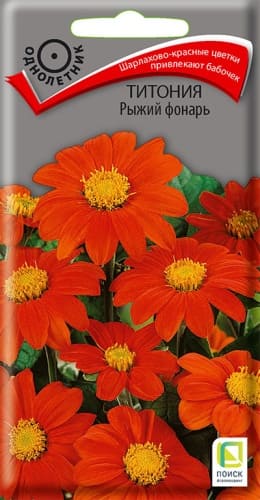 titoniya_ryzhiy_fonar (1)