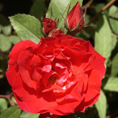 rosa_plet_sympathy (1)