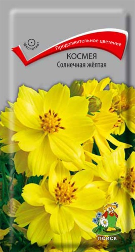 kosmeya_solnechnaya_zheltaya