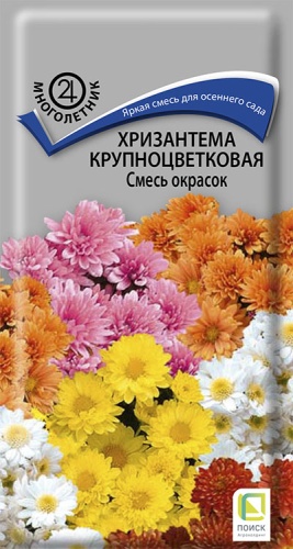 hrizantema_krupnocvet_smes_okrasok