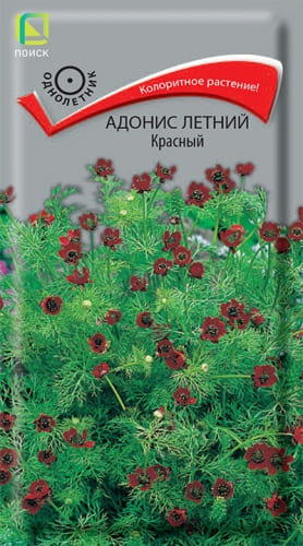 adonis_letny_krasny (1)