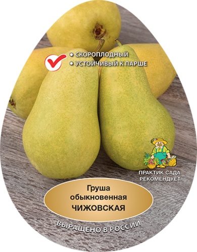 grusha_chizhovskaya_naves