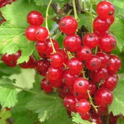 smorodina_krasnaya_natalie (1)