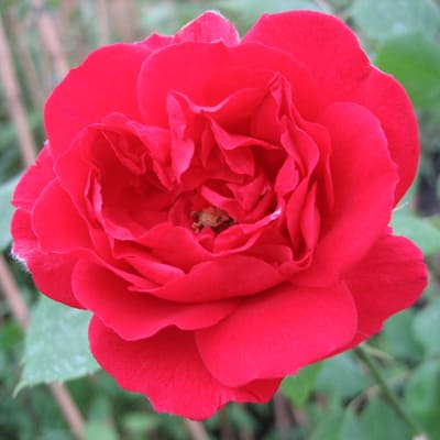 rosa_plet_paul_skarlet_climbing (1)