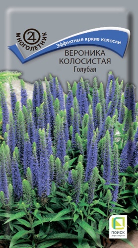 veronika_kolosist_golubaya