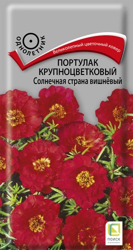 portulak_krupnocvet_solnechnaya_strana_vishnevy