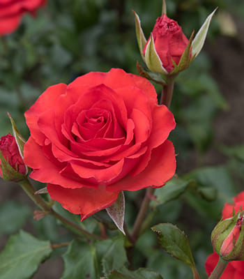 rosa_chaino_gibrid_el_toro (1)