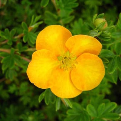 lapchatka_kustar_tendjerin (1)