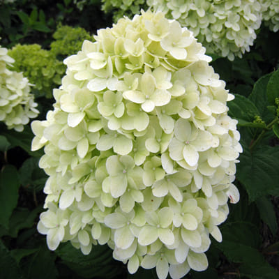 gorten_metel_limelite (1)