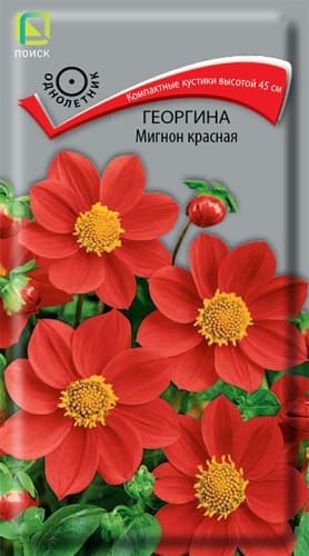 georgina_mignon_krasnaya (1) (1)