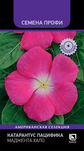 katarantus_pacifika_madjenta_halo (1)