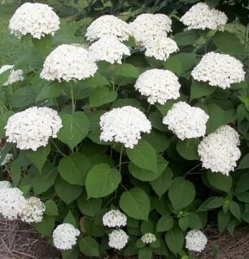 Гортензия древовидная Инкредибол (1)