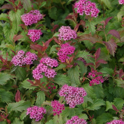 spirea_japan_crispa (1)