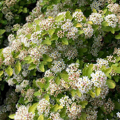 puzireplodnik_rasberry_lemonade (1)