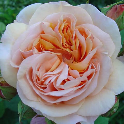 1ff2d612-df61-48bb-bcf9-9a071895c733