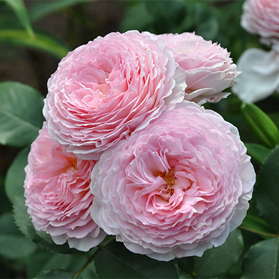 rosa_english_park_james_galway