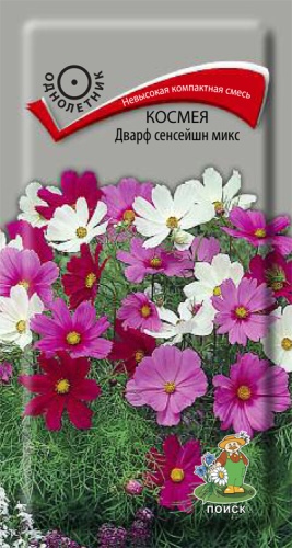 kosmeya_dwarf_sensation_mix