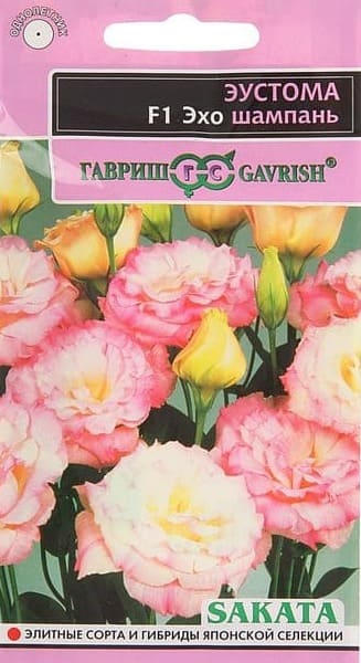 шампань (1) (1)