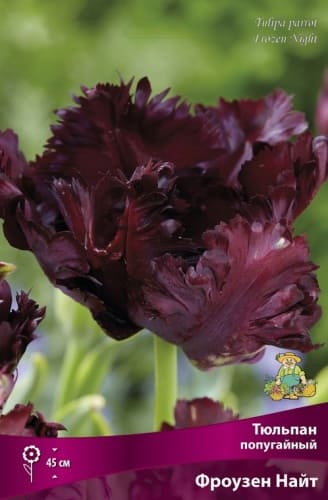 tulpan_popugay_frozen_nait_kaper (1)