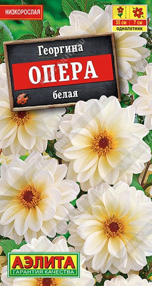 Георгина Опера белая (1) (1)