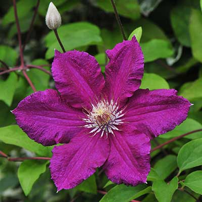 cl_clematis_ernest_markham