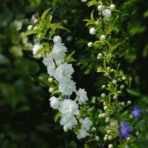 sakura_alba_plena-0000