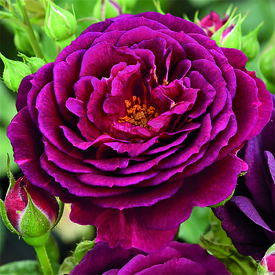 rosa_floribunda_ebb_tide