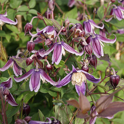 cl_clematis_yan_fompa (1)
