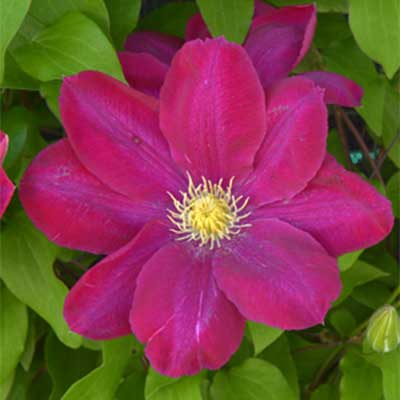 cl_clematis_hoshi_no_flamenco