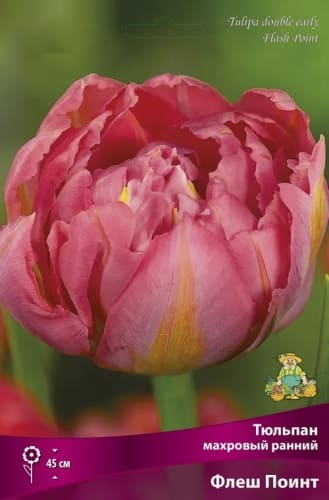 tulpan_mahrov_ranny_flash_point_kaper (1)