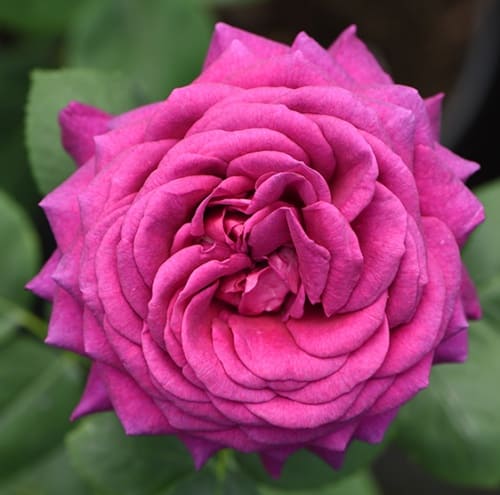 rosa_chaino_gibrid_blue_parfum (1)