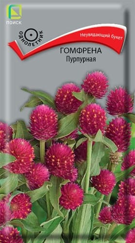 gomfrena_purpurnaya (1)