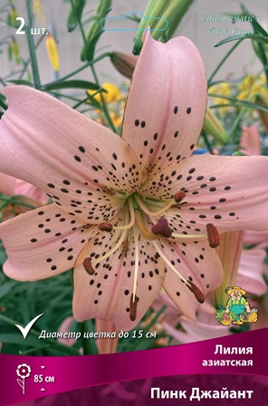 liliya_asia_pink_giant_kaper