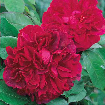 rosa_english_park_the_dark_lady (1)