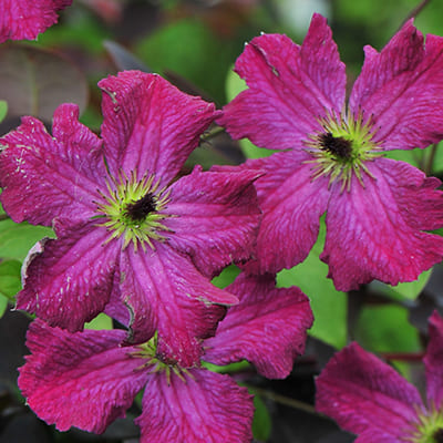 cl_clematis_carmencita (1)
