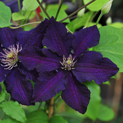 cl_clematis_rasputin (1)