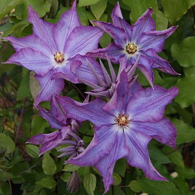 cl_clematis_palette (1)