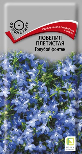 lobelia_pletistaya_goluboi_fontan