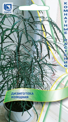 dizigoteka_izyaschnaya (1)
