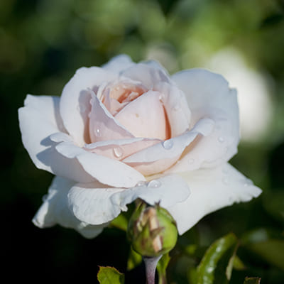 rosa_plet_penny_lein (1)