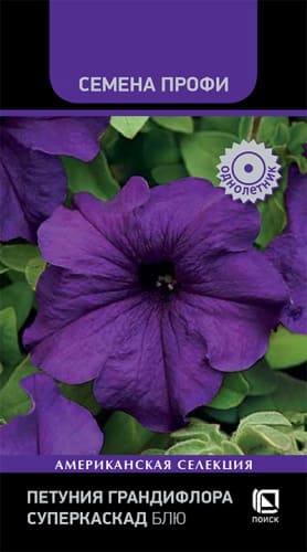 petunia_grandiflora_superkaskad_blue (1)