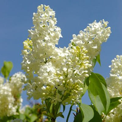 siren_obyknoven_prime_rous (1)