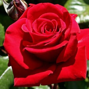 Роза чайно-гибридная Ингрид Бергман