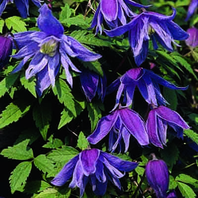 cl_clematis_cecile (1) (1)