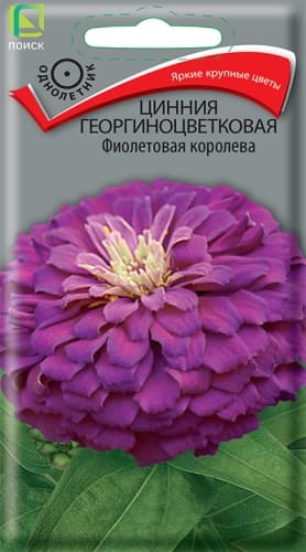cinnia_georg_fioletovaya_koroleva (1)